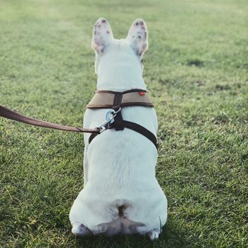 Dog wearing a harness