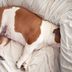 10 Best Dog Bed Covers