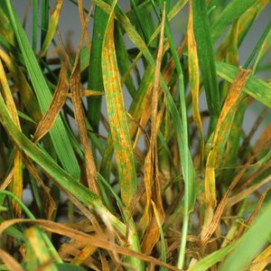 Grass rust