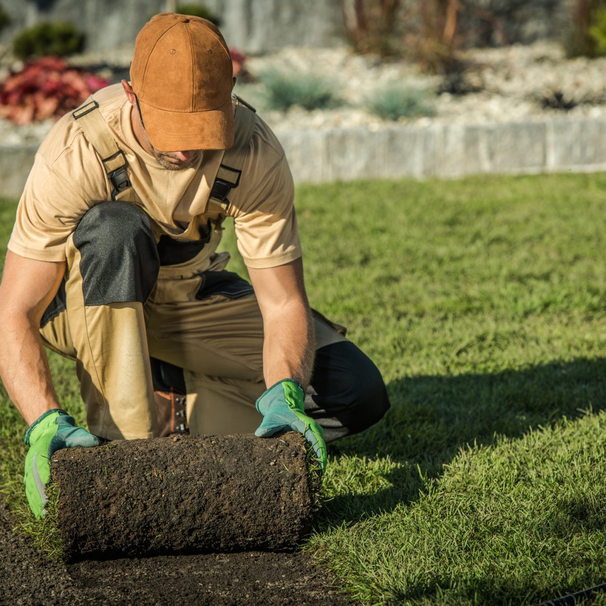 Garden Lawn Technician Worker Installing New Natural Grass From Roll.