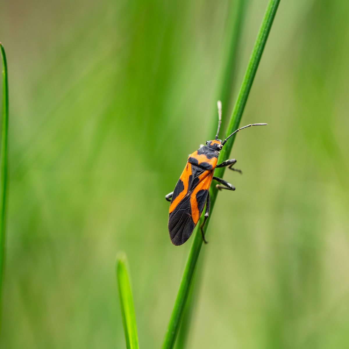 Small milkweed bug