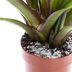 Can Houseplant Soil Go Bad?