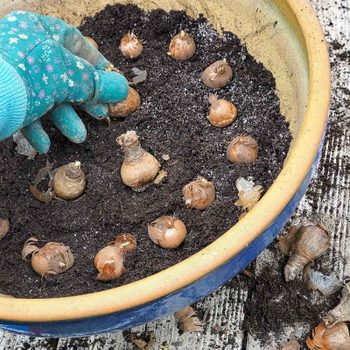 Planting Fall Bulbs