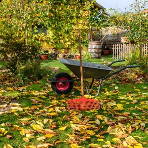 Prepare Fall Yard And Garden