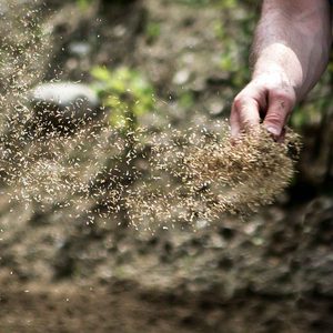 Spreading grass seed by hand