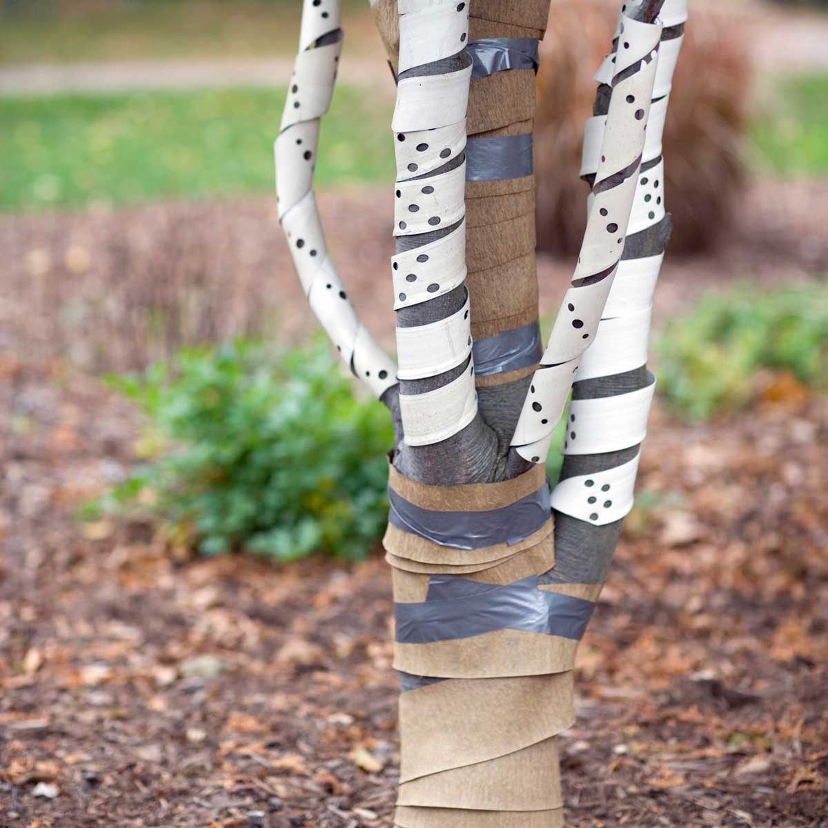 Wrapped tree