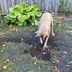 Filling Yard Holes Dug by Pets