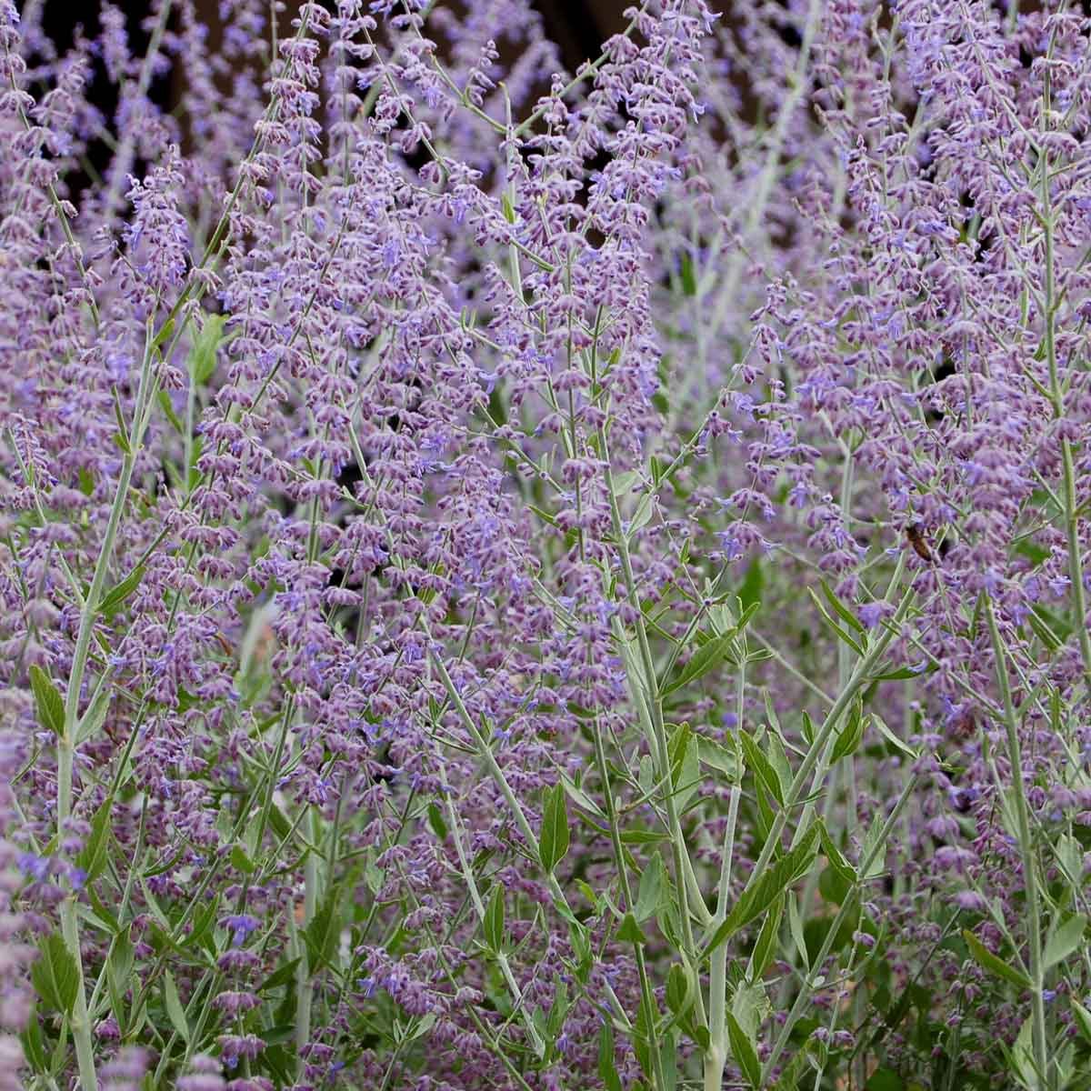 Russian sage (Perovskia atriplicifolium)