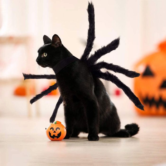 Spider cat costume