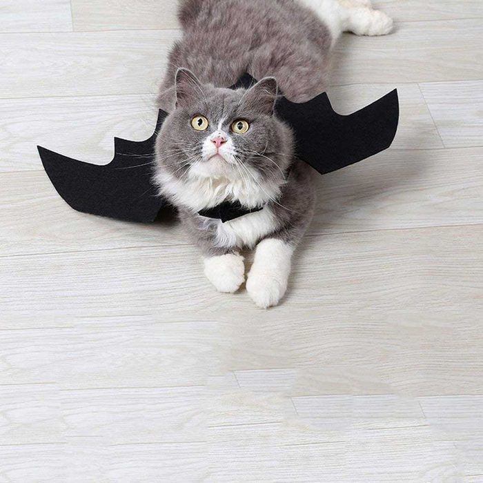 Bat cat costume