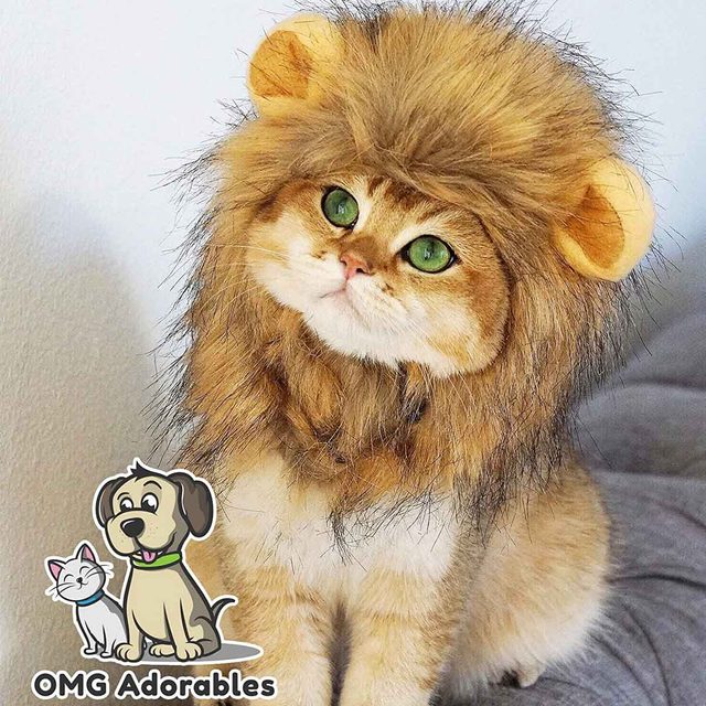 Lion cat costume