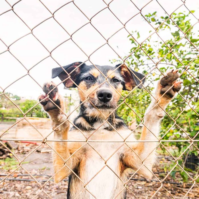 Chain-link fence