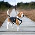 The 6 Types of Dog Harnesses