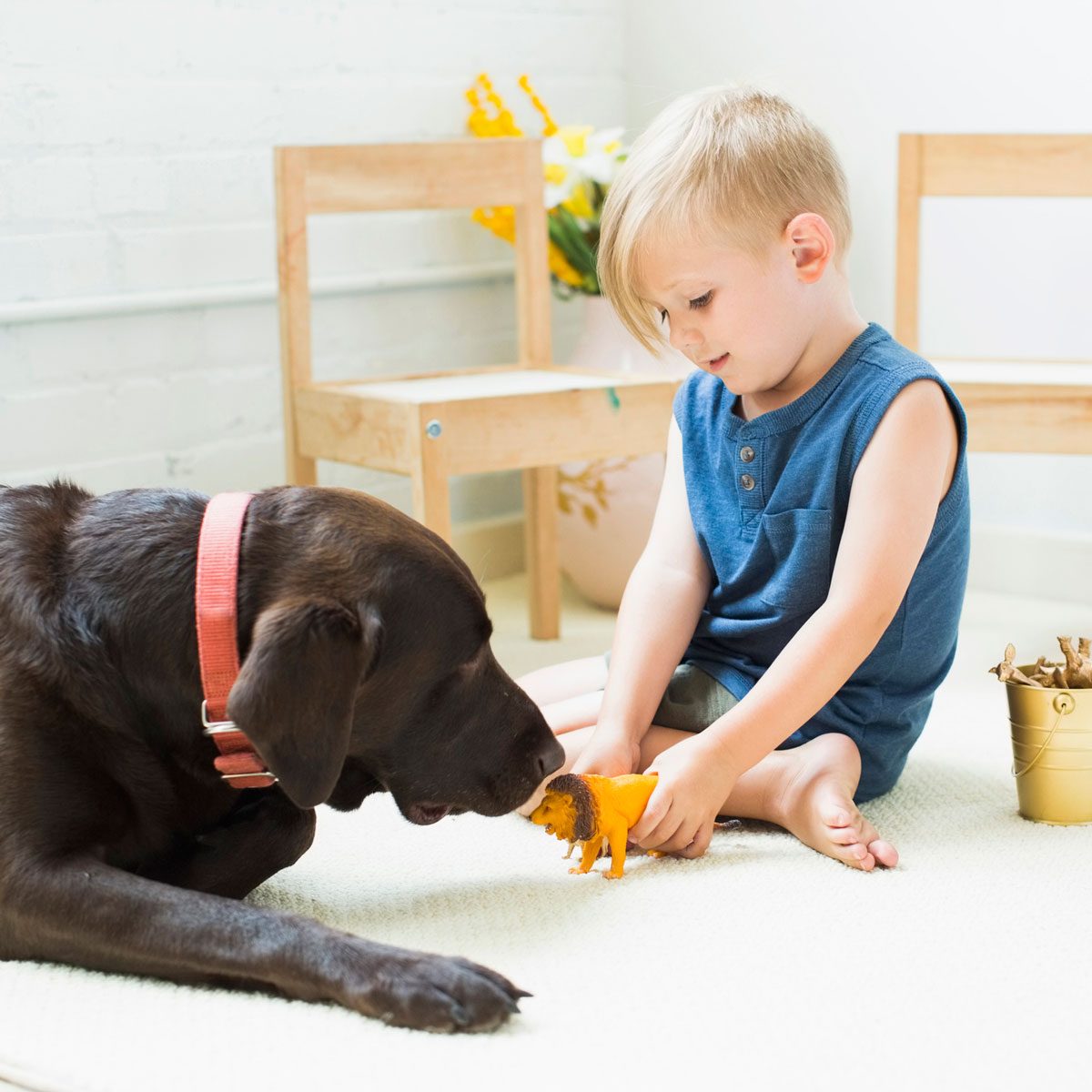 Dog playing with a child