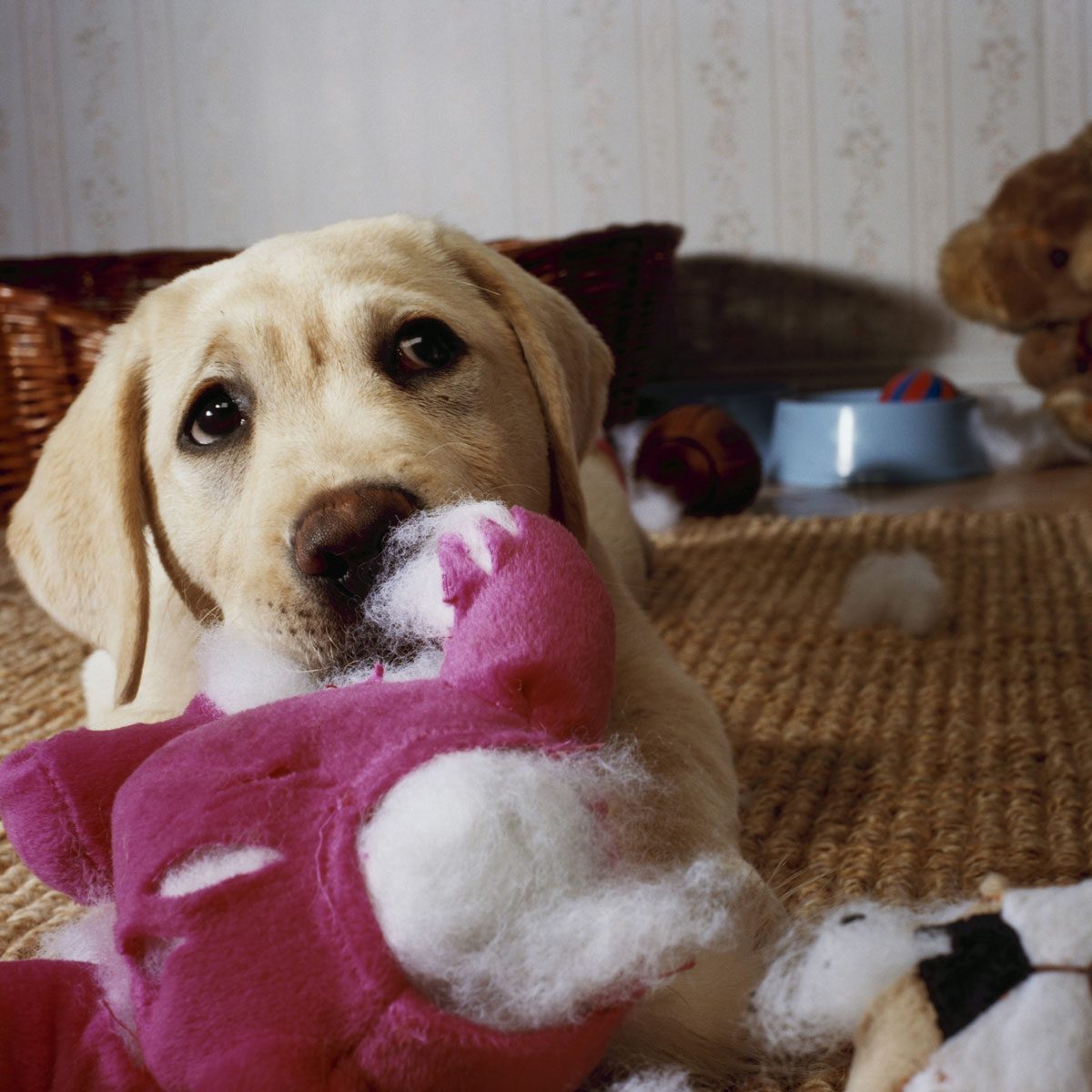 Dog with a ripped stuffed toy