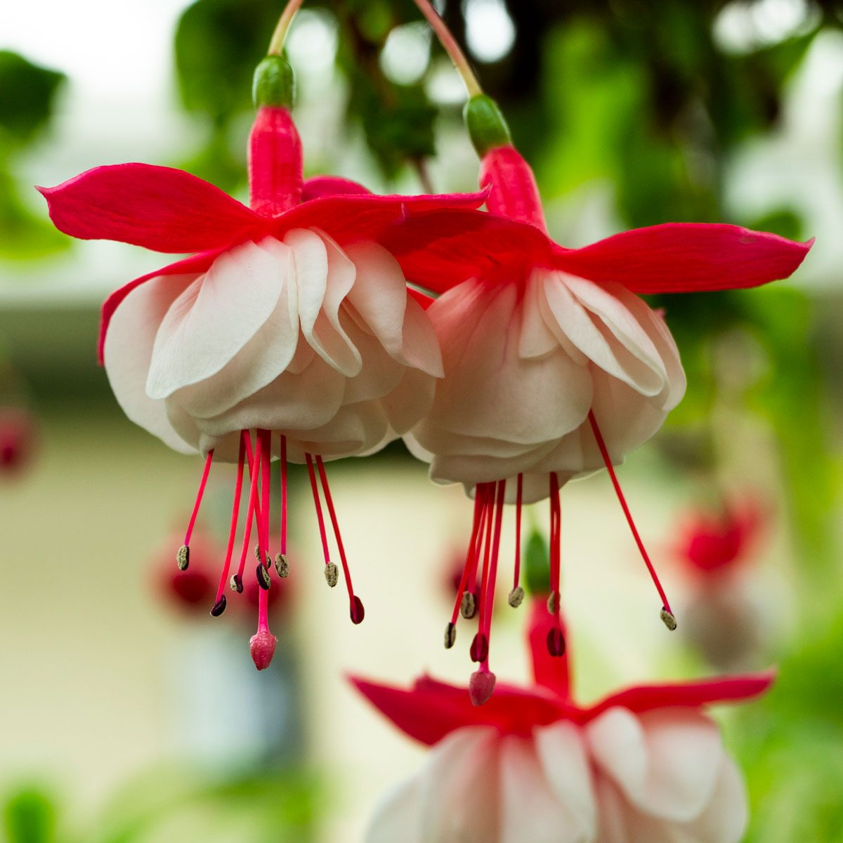 Fuchsia