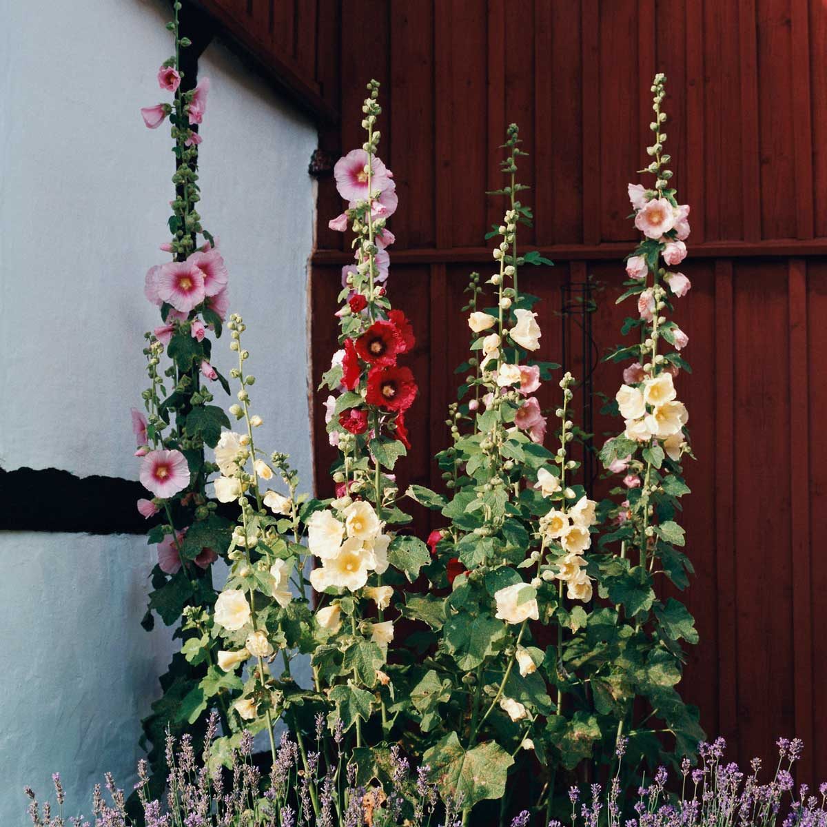 Hollyhocks