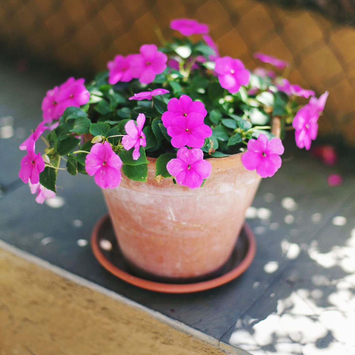 Pink impatiens