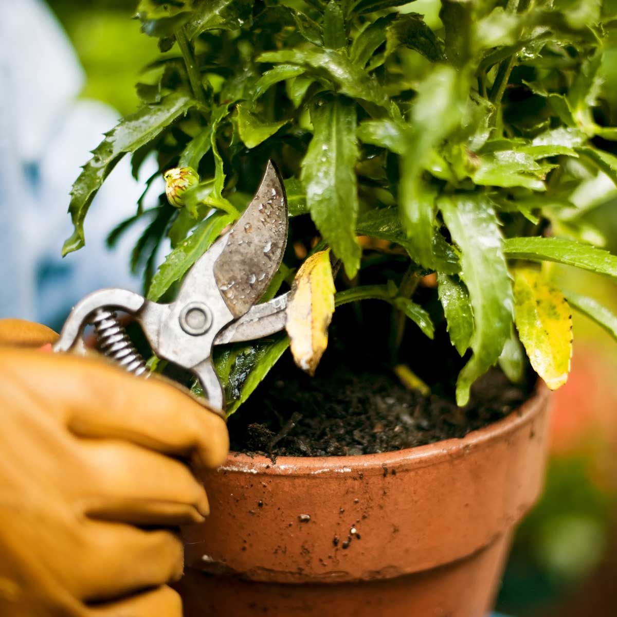 Pruning a plant