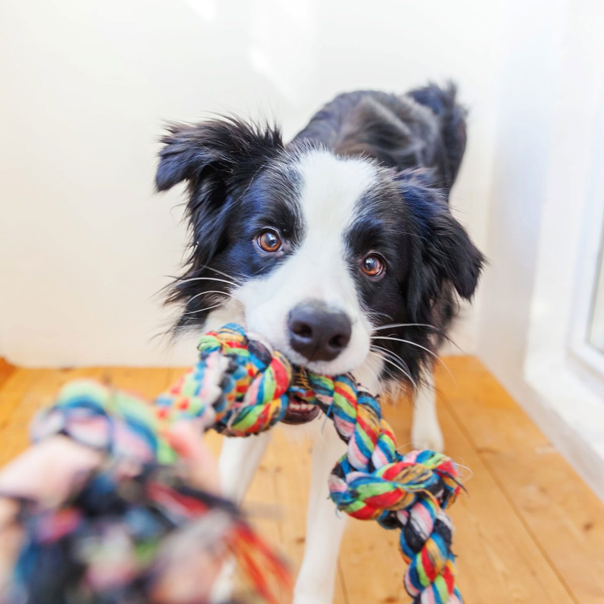 Dog with a rope