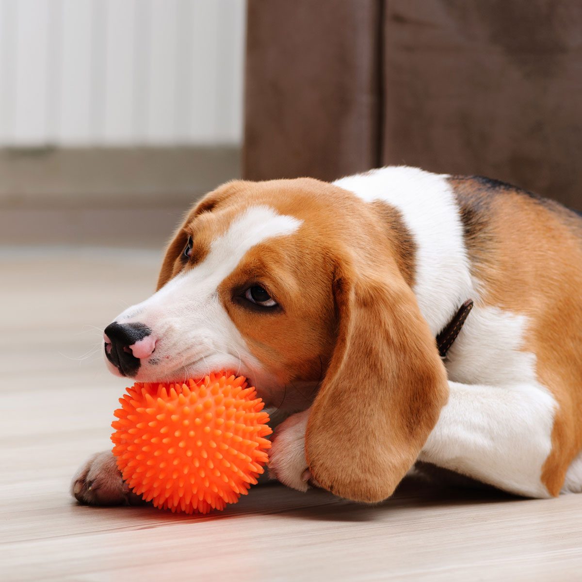 Dog with a squeaky toy