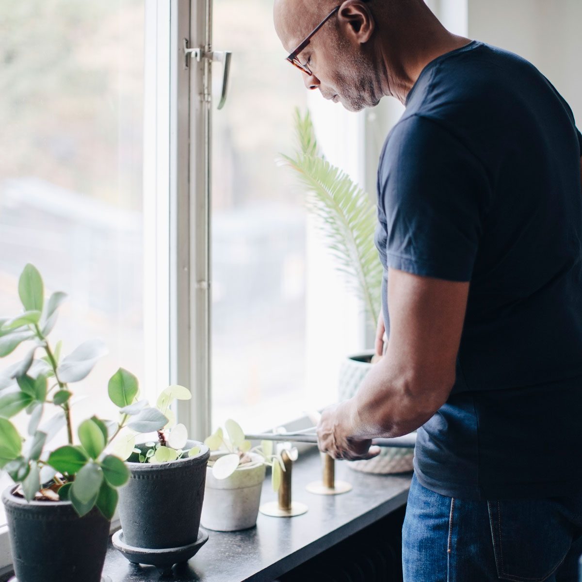 Window plants