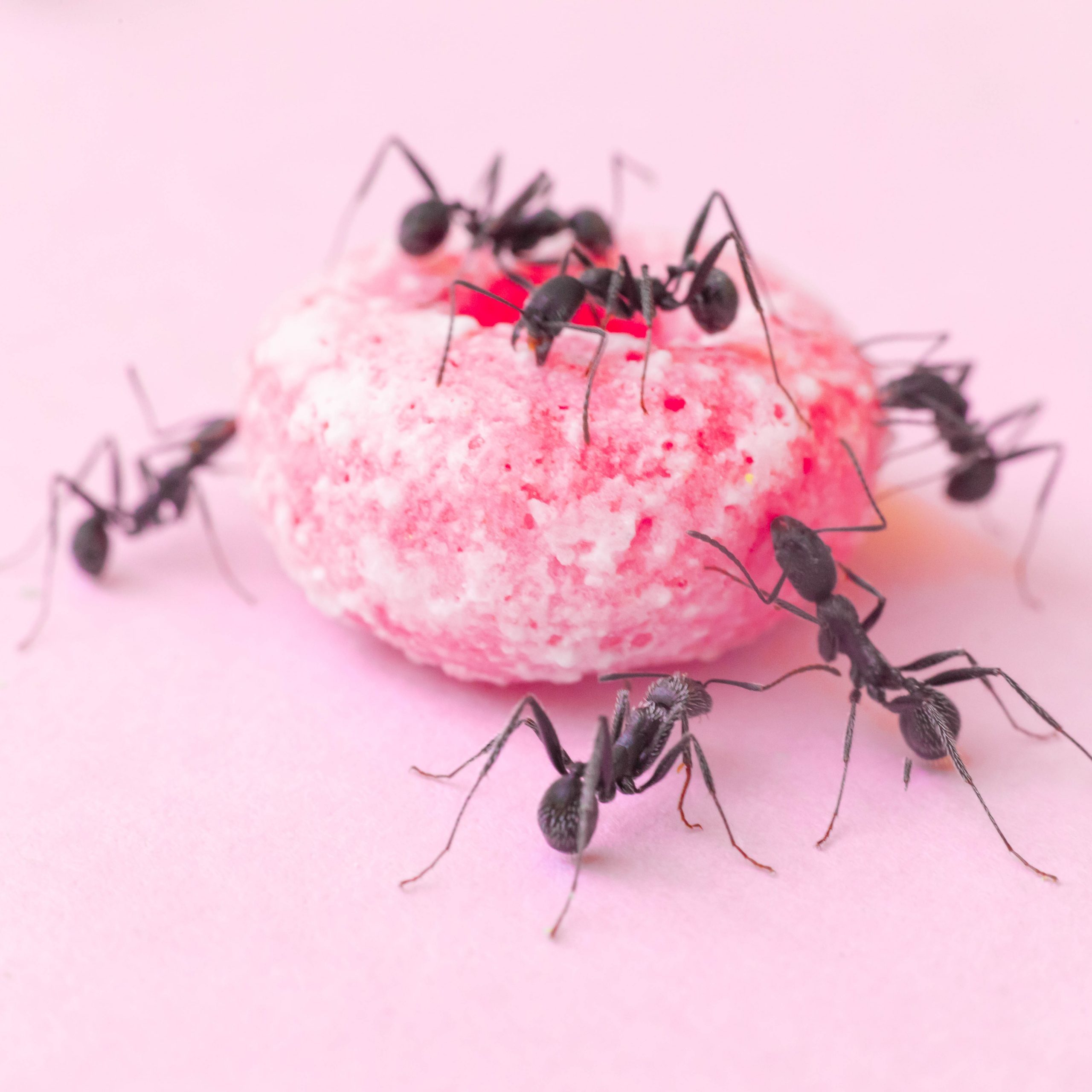 The Homeowner’s Guide to Ant Pest Control