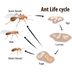 What to Know About an Ant's Life Cycle