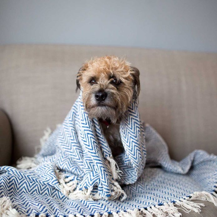 Dog in blanket