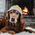 10 Winter Dangers That Can Hurt Your Dog