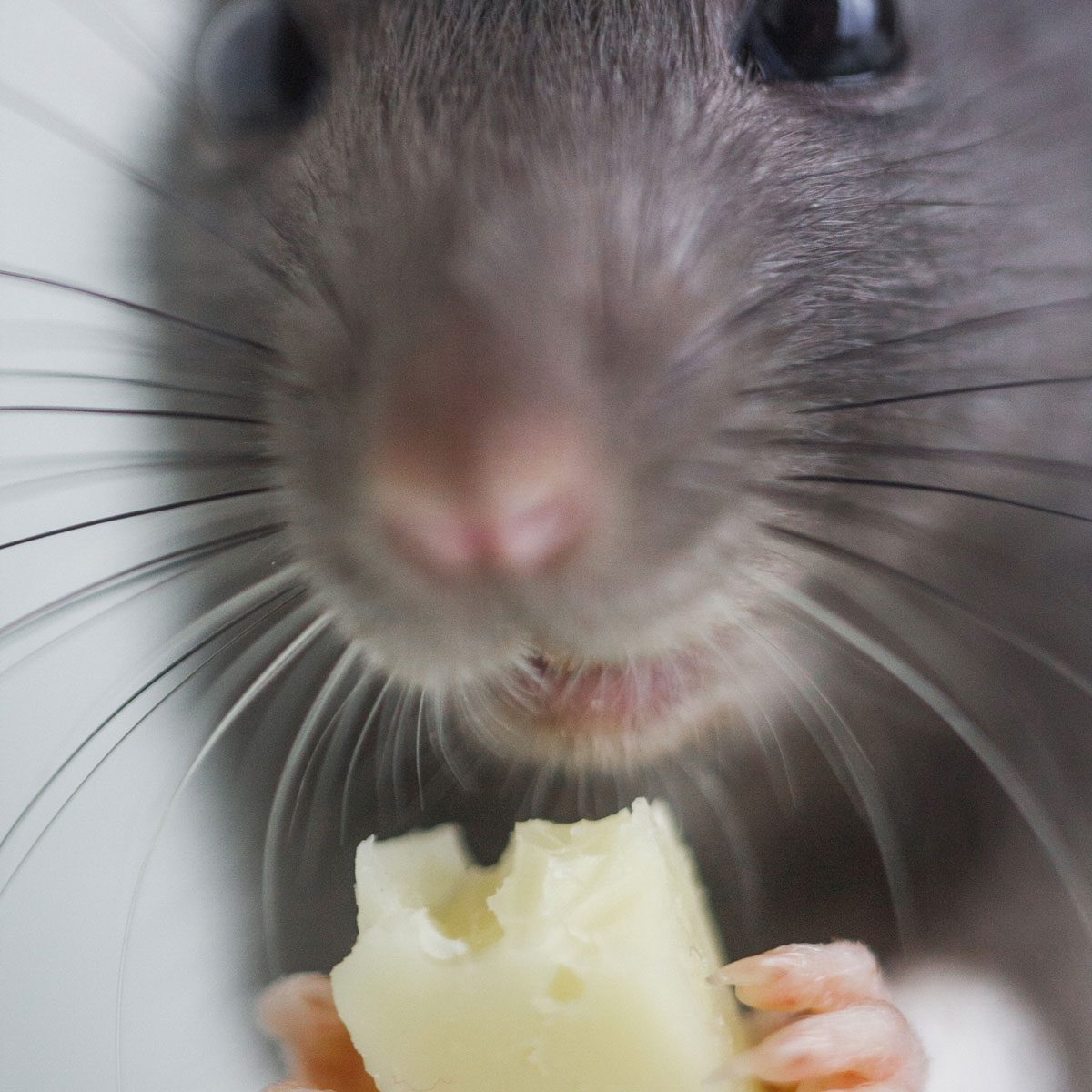 Mouse eating cheese