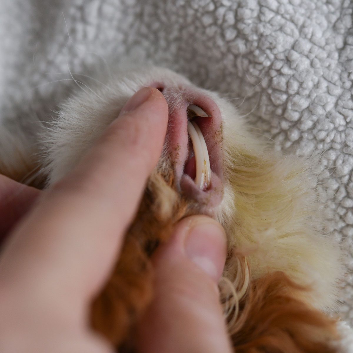 Overgrown Guinea Pig teeth