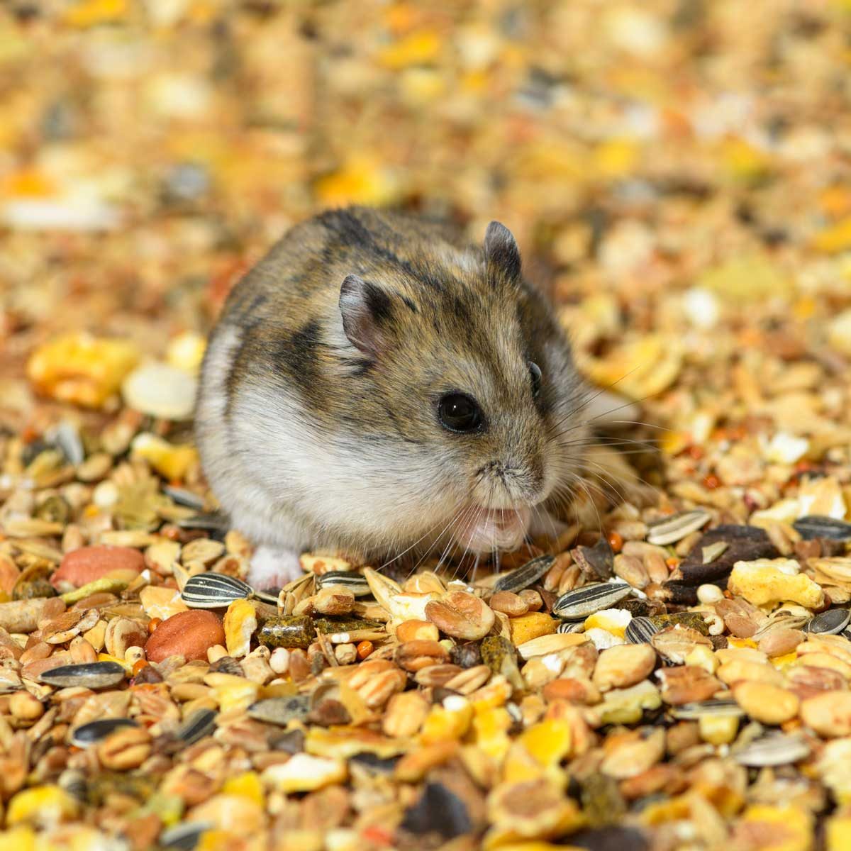 Siberian hamster