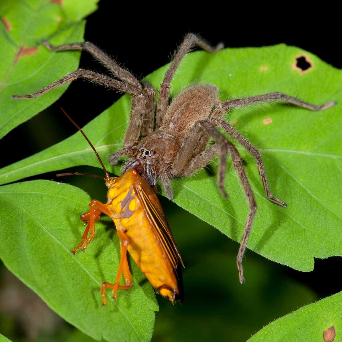 spider eating insect