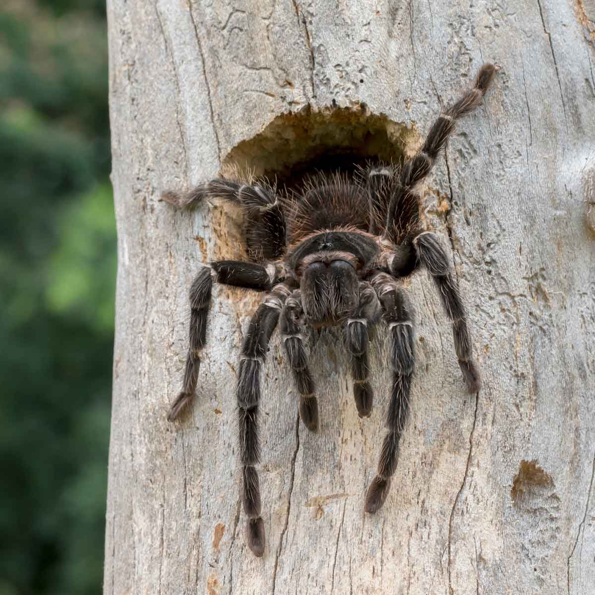 tarantula spider