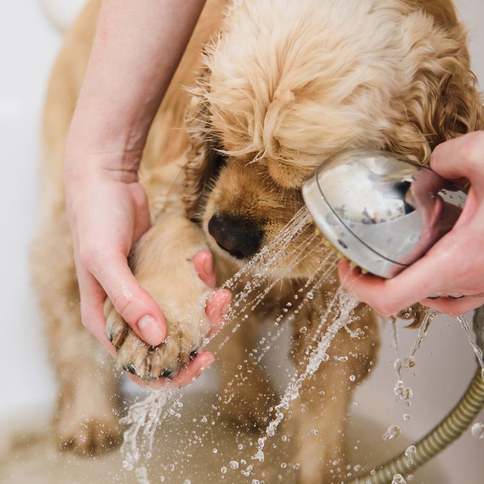 Woman cleans a paw to a dog