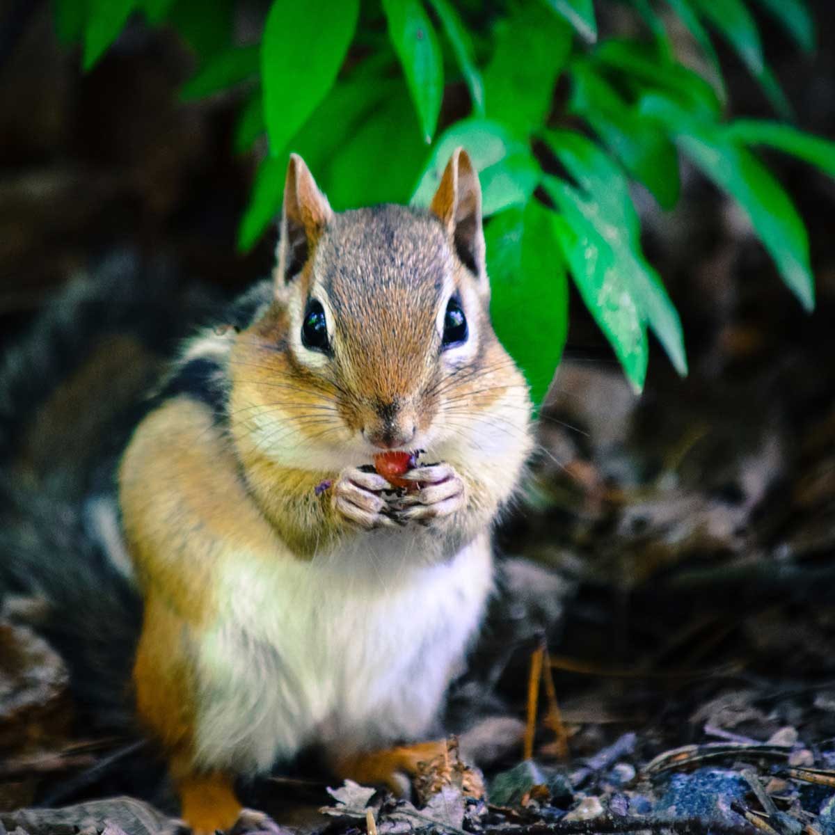 Chipmunk