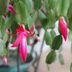 How to Grow and Care for a Christmas Cactus