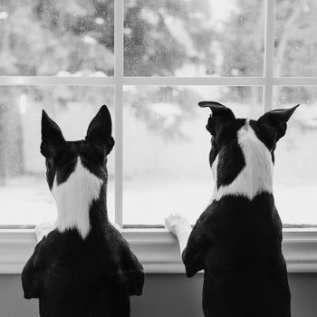 Boston Terrier Dogs at Window