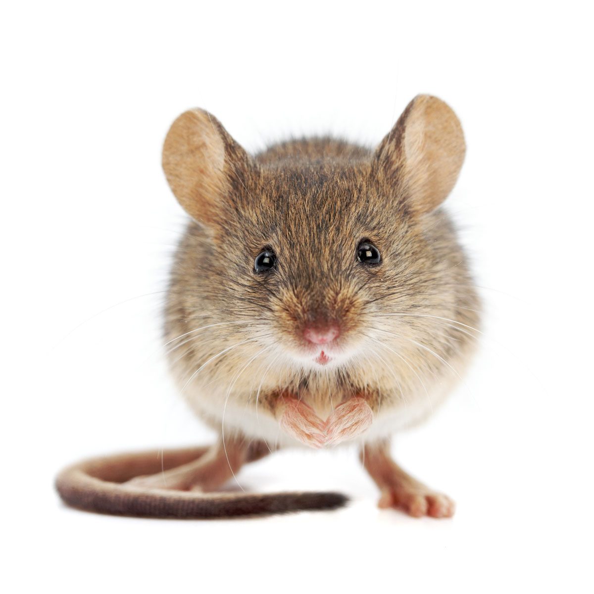 House mouse