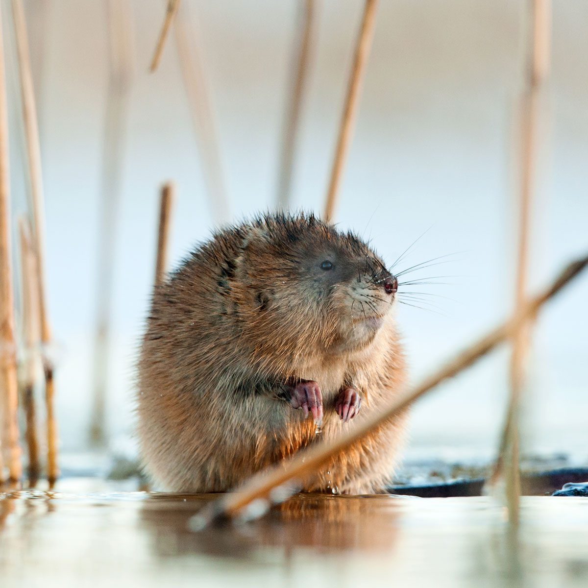 Muskrat