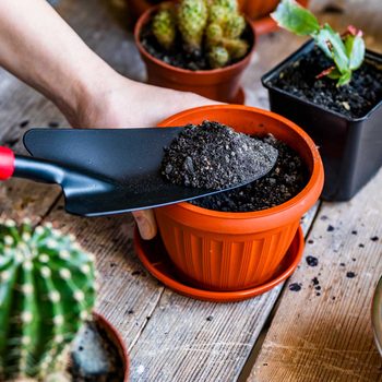 Putting potting soil into containers