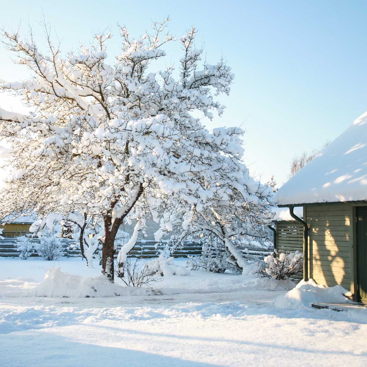 Snow-covered tree touching a house