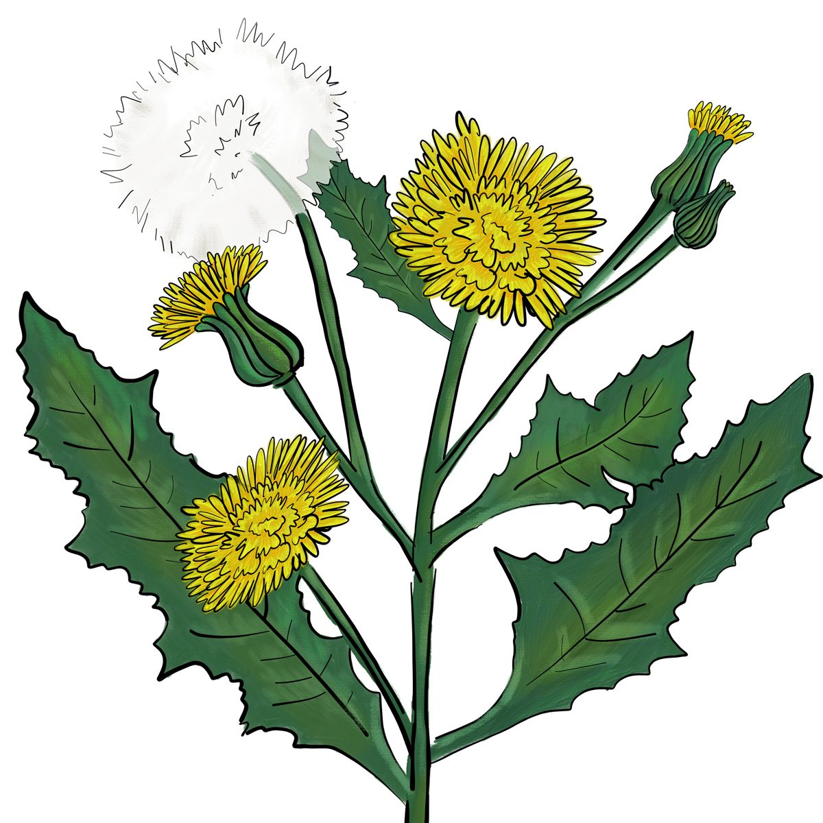 Annual sow thistle