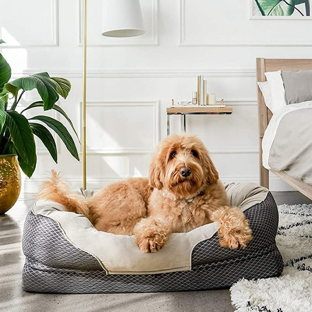 Barksbar Snuggly Sleeper Orthopedic Bolster Dog Bed With Removable Cover Ecomm Chewy.com