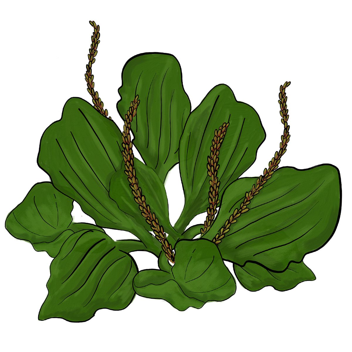 Broadleaf plantain