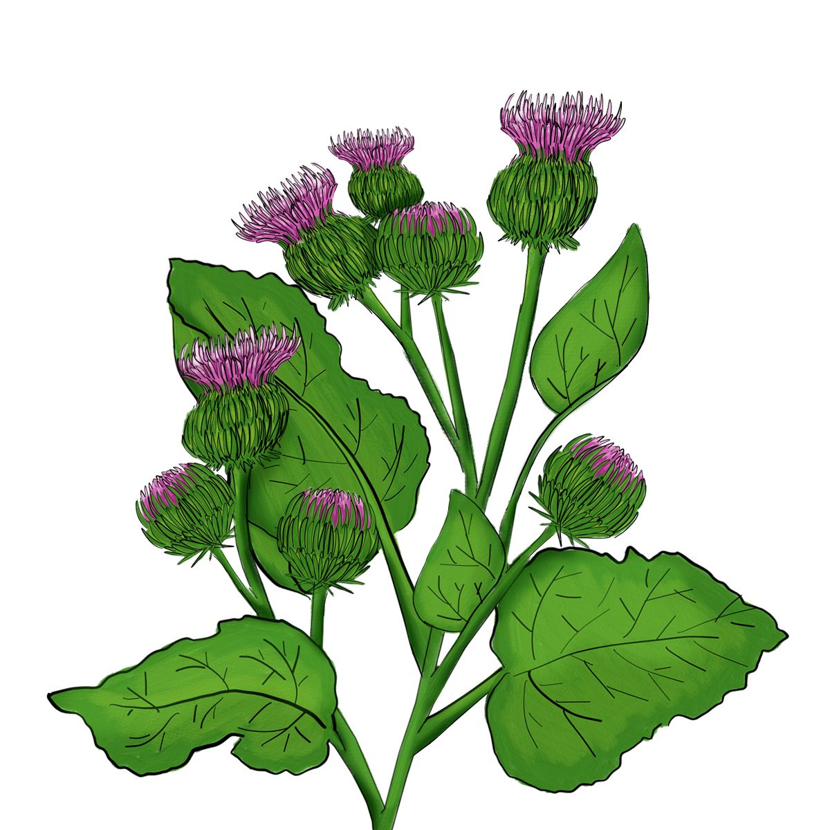 Burdock