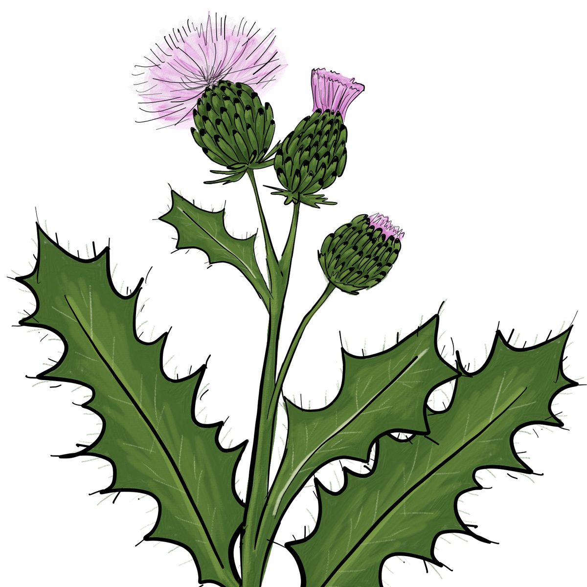 Canada thistle