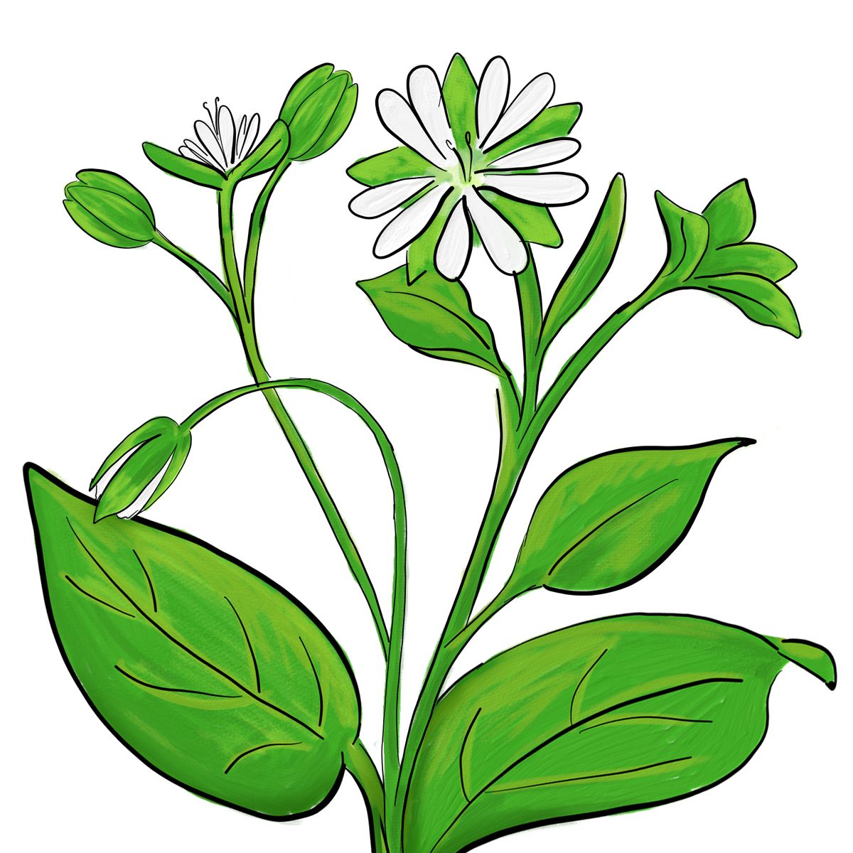 Chickweed