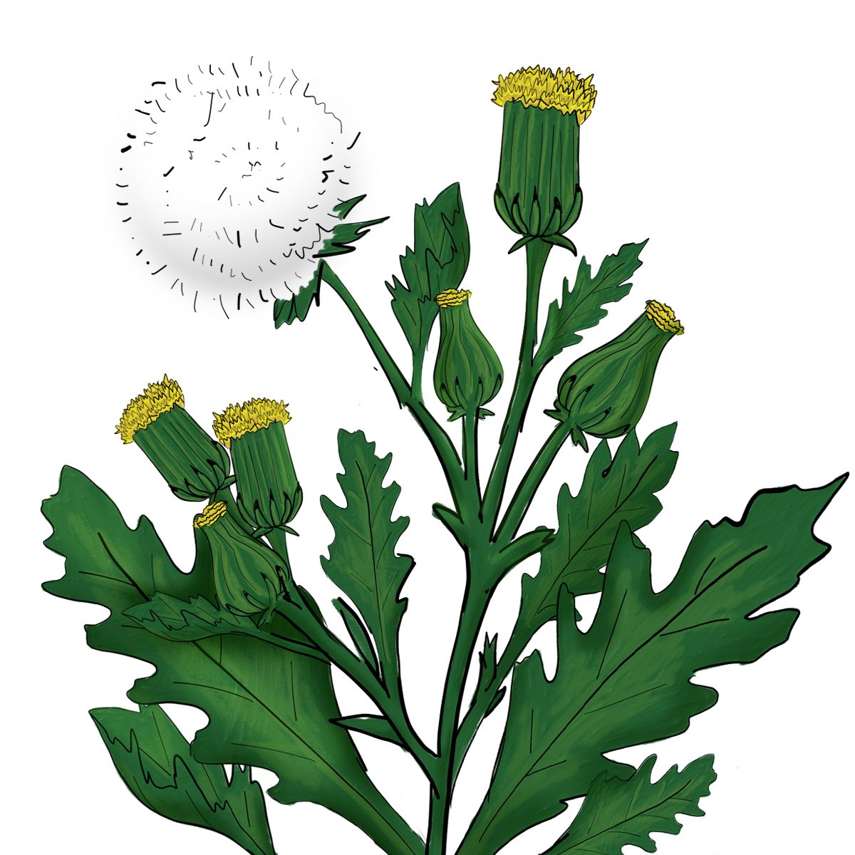 Common groundsel